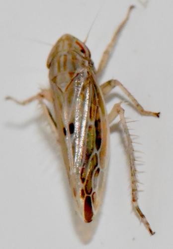 Mocydiopsis sp.